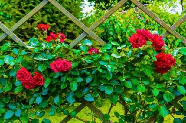 Monty Don shares 15-minute gardening job to help roses bloom brilliantly next year