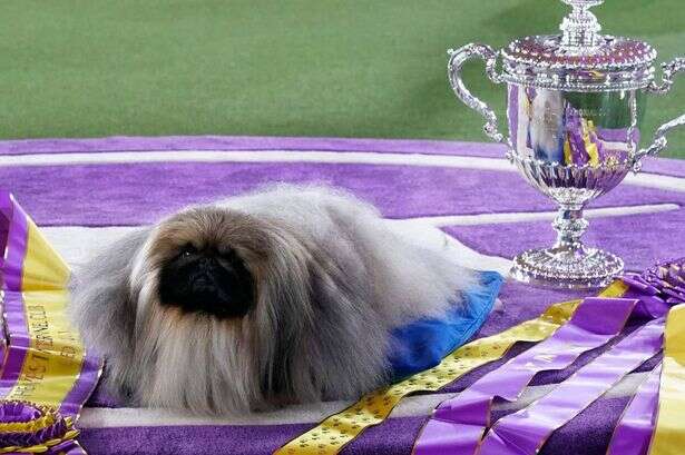 'Unique' Crufts dog breeds people didn't know existed until competition