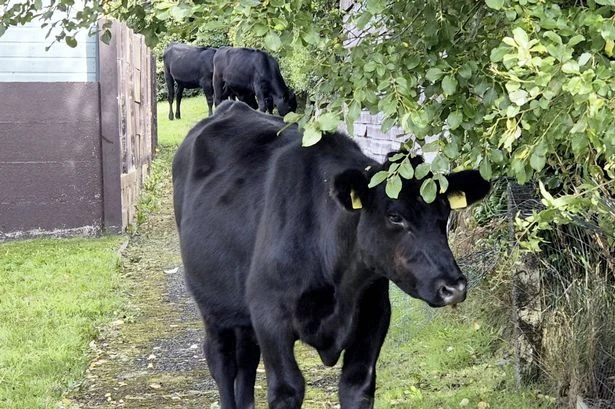'Udder' chaos as 60 cows trample flower beds and eat lawns after escaping from farm