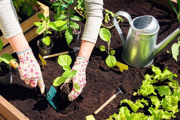 Gardening expert's simple hack that will save you money when buying plants