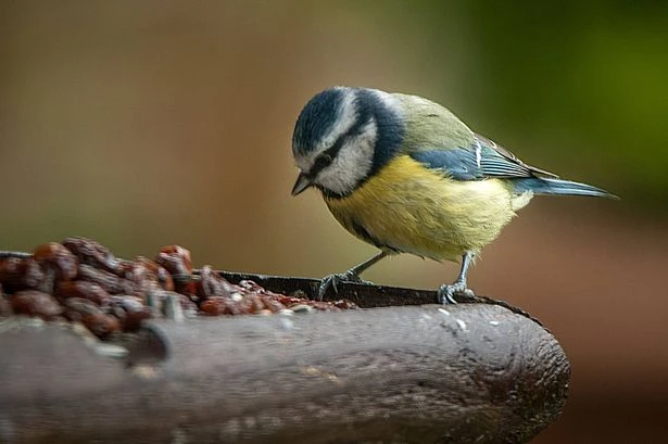 Gardeners urged to place a washing up bowl in their garden immediately