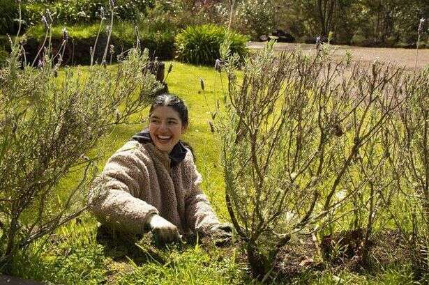 Gardening expert explains 'easy' task to do right now to make sure your lawn looks great in spring