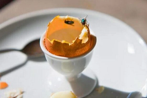 How to keep flies out of your home using 'very effective' natural method