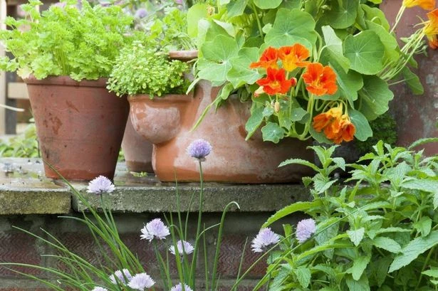 Gardening expert shares 'simple' plant to grow that has many benefits