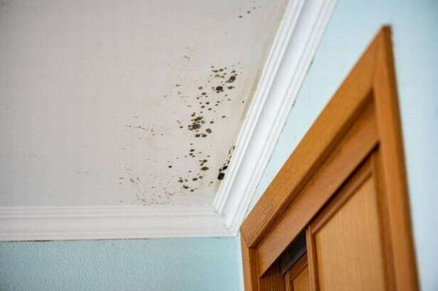 Expert reveals simple tip for preventing mould growth in homes