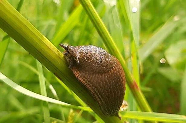 Gardening hack sees pests 'flee' from gardens when you use 55p homemade repellent