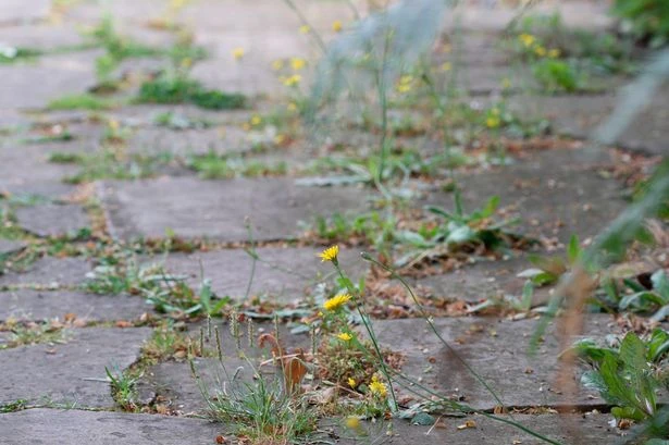 Simple boiling water technique to kill weeds on patios and driveways