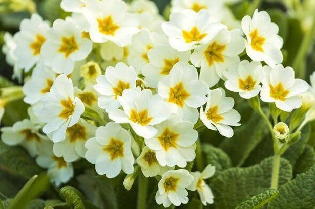 Gardening expert recommends three best plants for shady areas