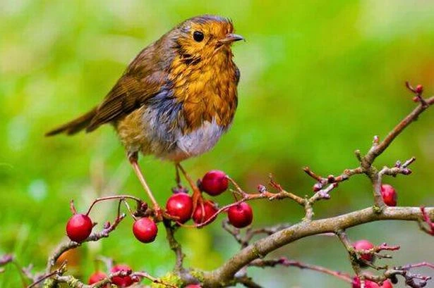 Bird experts say put out 1 kitchen item to keep robins and blue tits coming to your garden