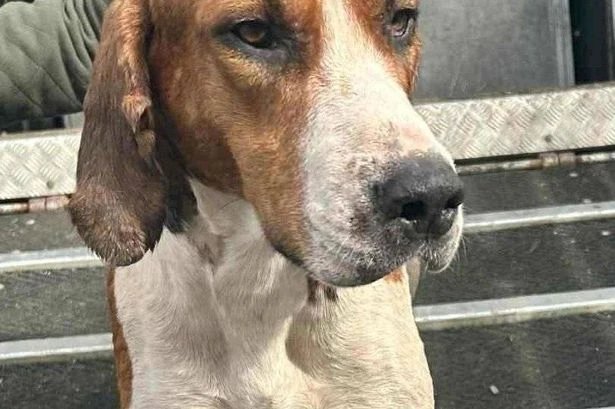 Midland dog becomes hero after giving life-saving 'blood transfusion' to sick puppy