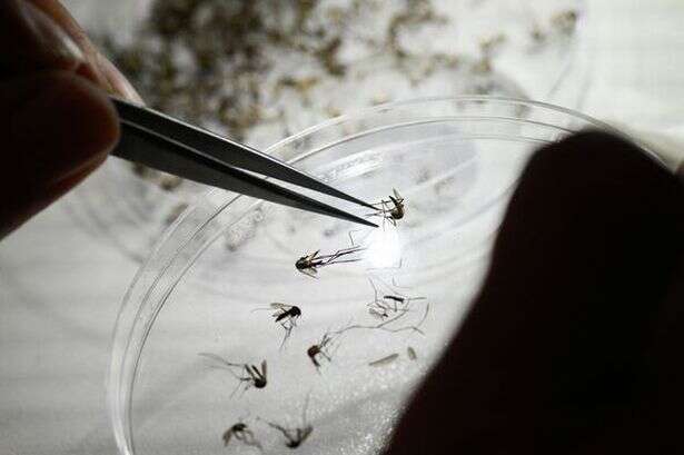 Holiday warning as deadly disease-carrying mosquitoes are 'spreading profoundly' across Europe