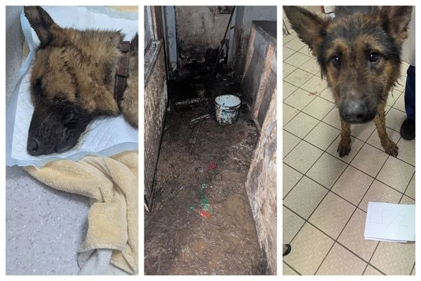 'Cesspit' horror as Lancashire RSCPA find dogs in 'worst room ever seen'