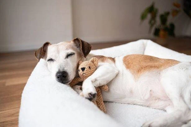 Expert shares what dogs are likely to dream about - and it's very sweet