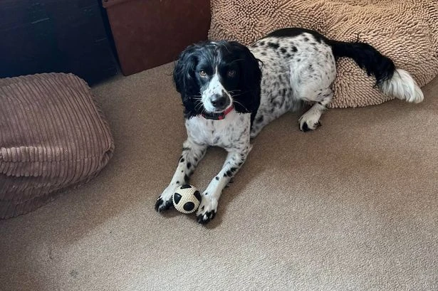 Dog dies after suspected adder bite on Anglesey beach as owner issues warning
