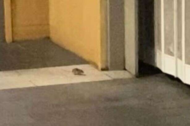 Rodents filmed running into cafe at Birmingham New Street