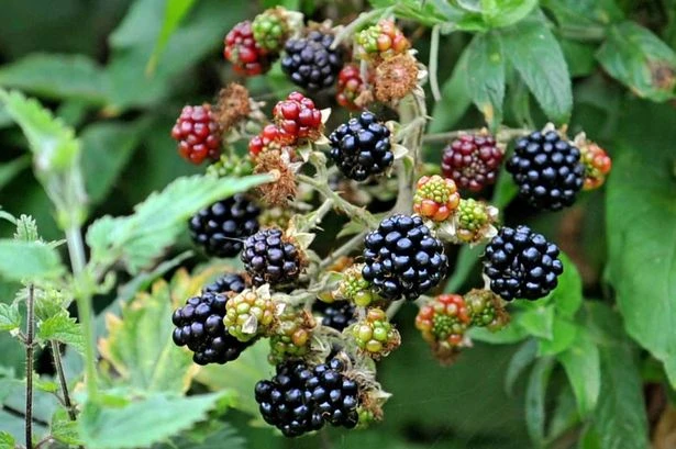 £300 warning to anyone visiting parks and countryside in September