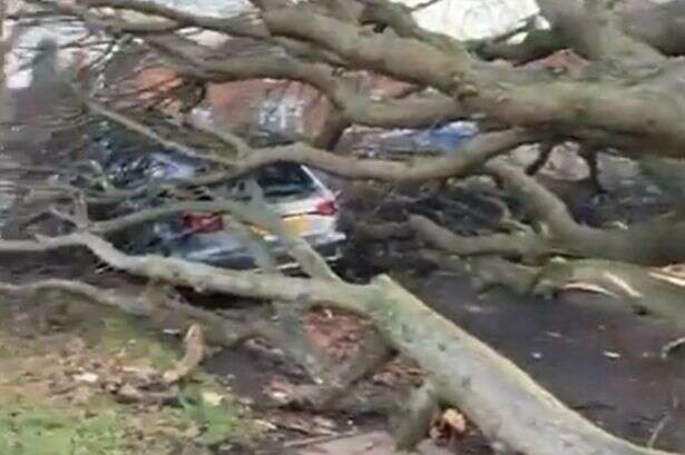 Huge tree ripped from ground in Birmingham during school run