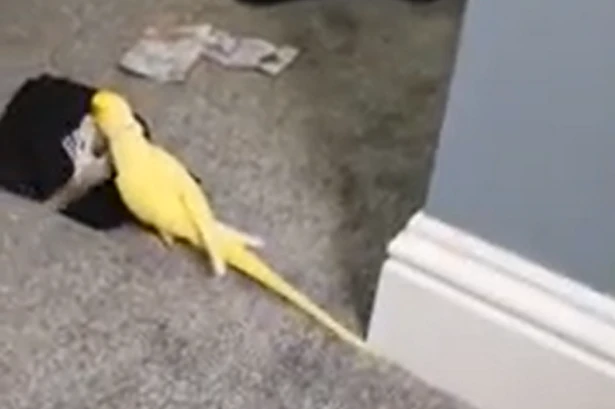 Drug gang locked up for 103 years after pet parrot filmed saying 'two for 25'