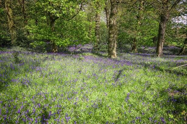 Major proposals for popular Birmingham beauty spot unveiled