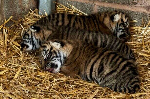 The West Midlands Safari Park baby animal secret you probably never knew