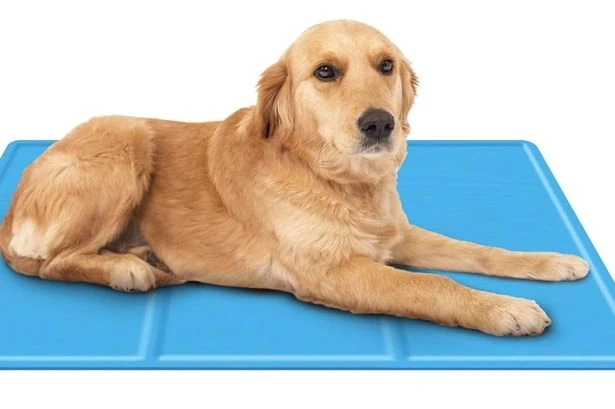 'My poochy really benefits from it' - why pet owners love Amazon's £15 cooling mat