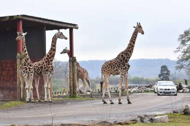 West Midlands Safari Park drama as beam 'falls on ride' and passengers rescued