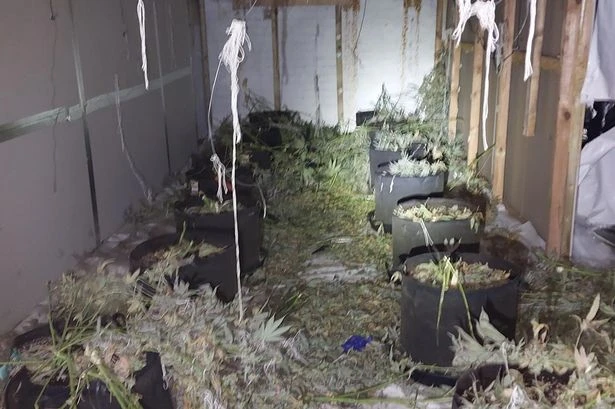 Police bust £141k cannabis farm after machines 'have trackers removed'
