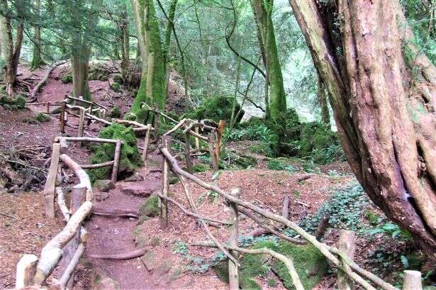 Probe into 'damage' caused to historic woodland used to film Star Wars and Merlin