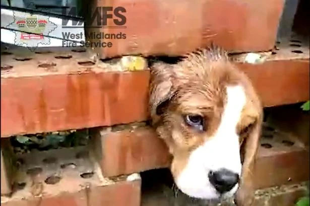 Firefighters rescue puppy stuck in Stourbridge wall