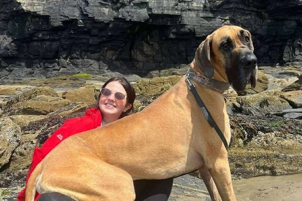 Couple forced to sell car and move house because of 'pony-sized' dog