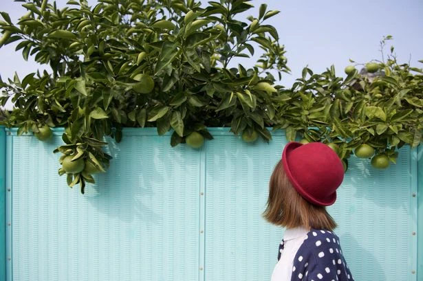 Lawyer settles debate on 'rights' to cut your neighbour's overhanging trees