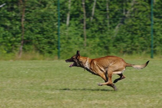 Dog attack inside gym leaves woman with 'lumps of fat falling out of leggings'