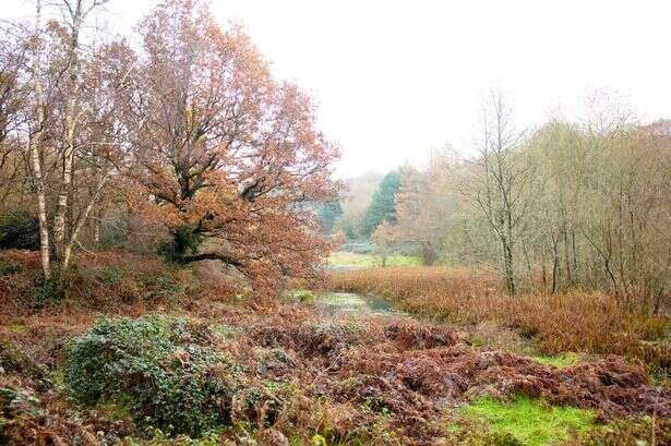 Gardeners warned it's the 'worst time' for common task that leaves trees 'vulnerable'