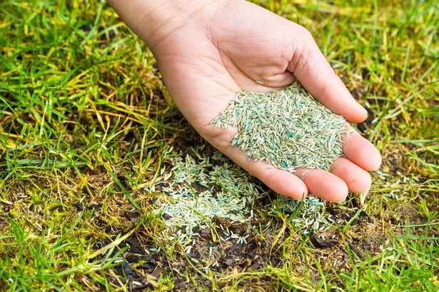 Amazon reduces £11.50 lawn seed that grows 'lovely thick grass', delivering results 'within a week'