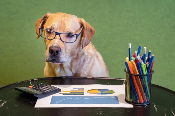 Is your dog better at maths than a two-year-old?