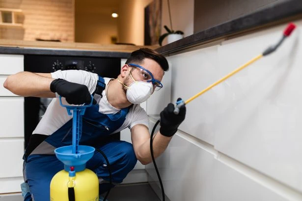 New year, no pests - 3 key things to look out for before hiring a pest control company
