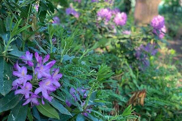 Gardening expert warns you should never prune certain plants in October or risk ruining them