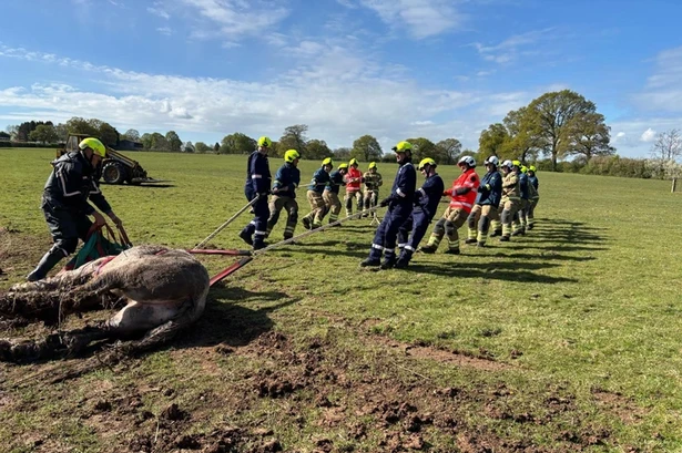 Fire service issues statement after horse gets stuck in five foot ditch