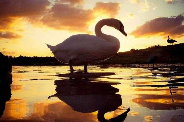 Sutton Park swan ‘shot in head’ dies year after his mate ‘killed by dog’