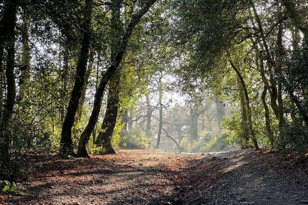 ‘Shocking’ – Sutton Park car parking charges plan slammed by MP saying it will cause ‘misery’