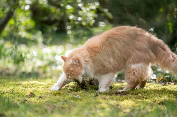 Disgruntled neighbour threatens to 'return' cat poo to owner in 'unfriendly' note