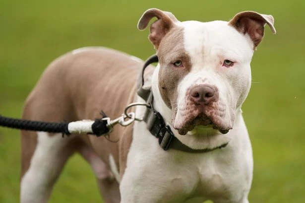 Birmingham Council issues XL bully update amid ‘real risk’ from abandoned dogs