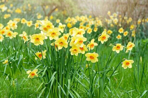 Health warning issued to everyone buying £1 daffodils from supermarkets