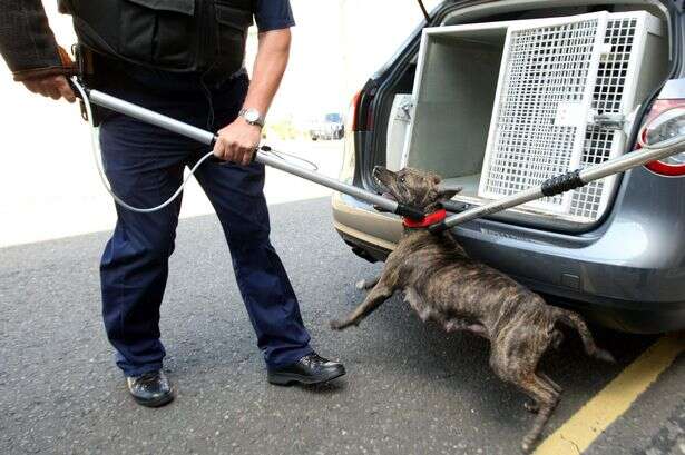 Birmingham is UK's hotspot for abandoned dogs as heartbreaking reason emerges