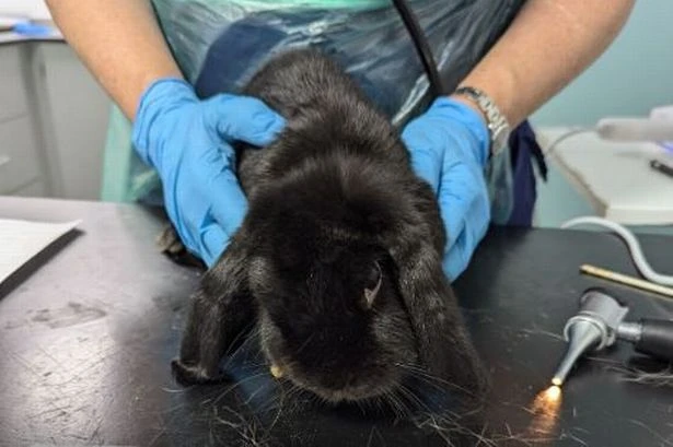 Woman banned from keeping animals after underweight rabbits found in filthy conditions