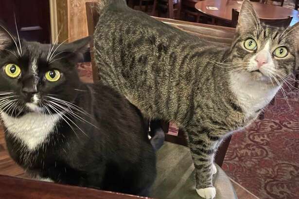 Christmas boost for popular cats barred from The Wellington pub in Birmingham