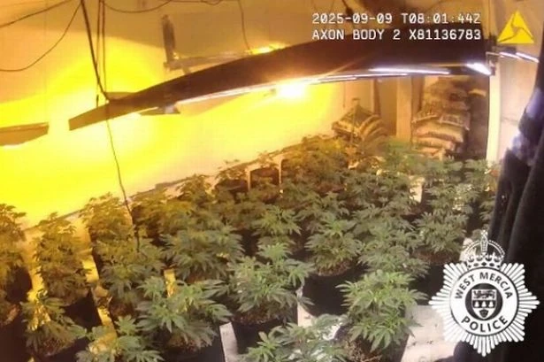 Inside Midlands cannabis farm worth £50,000 as arrest sparks immigration probe