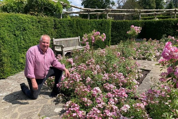 Gardener shares seven simple ways to rid roses of black spots