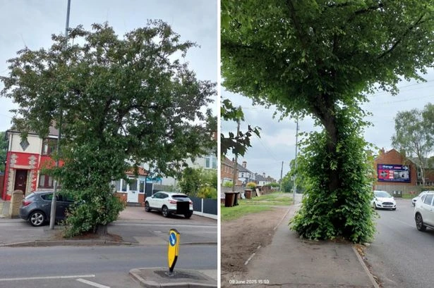 Calls for 'common sense' as council plans to fell trees worth £97k