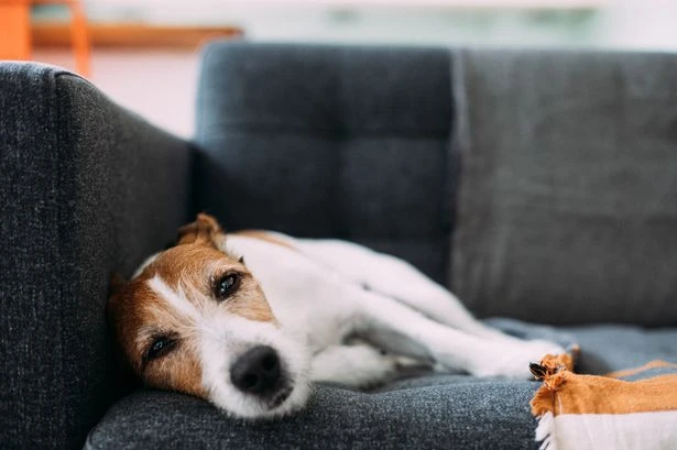 Vet reveals best time to walk dogs in heatwave and what temperature is too much